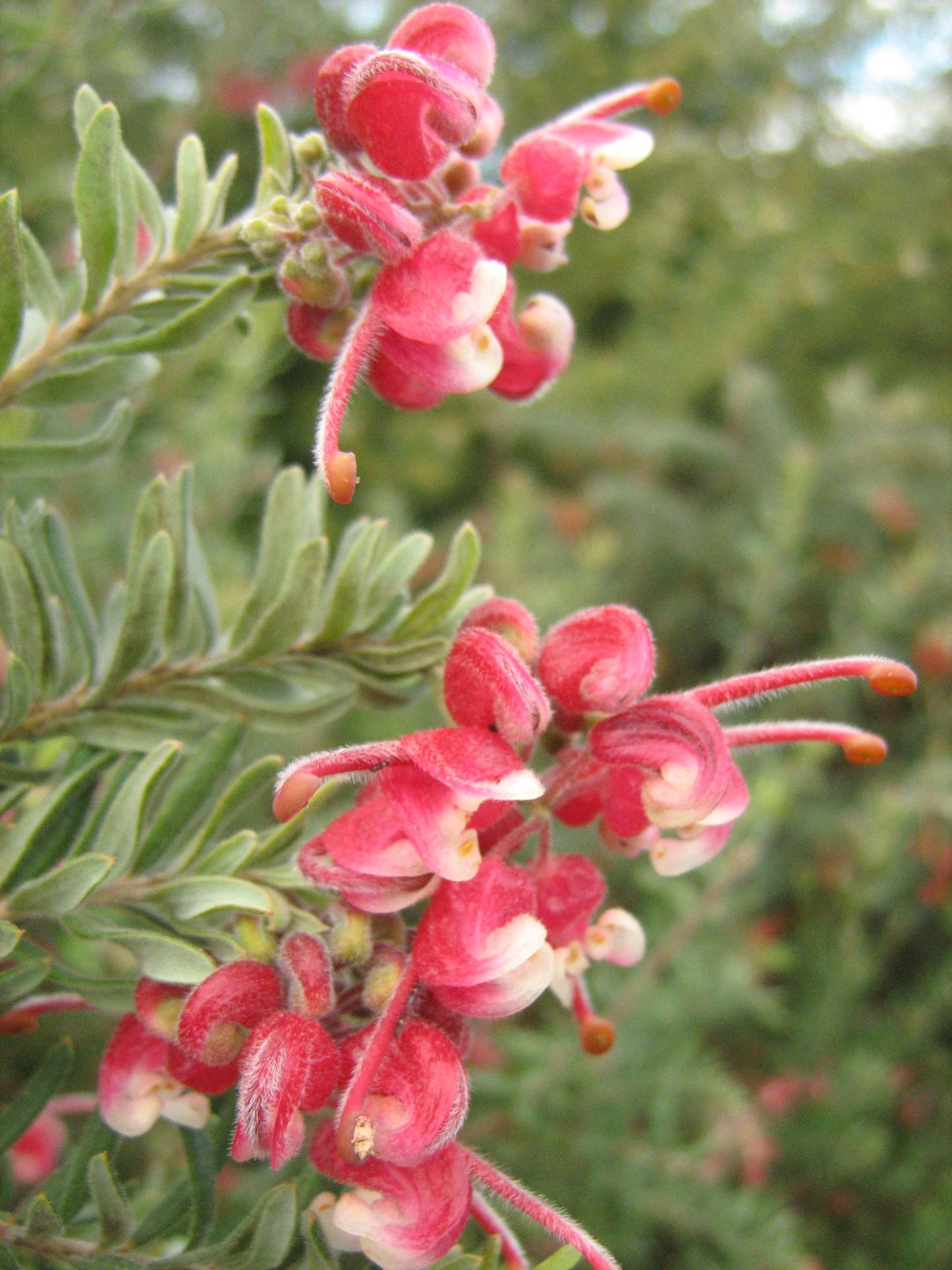 Grevillea dwarf baueri