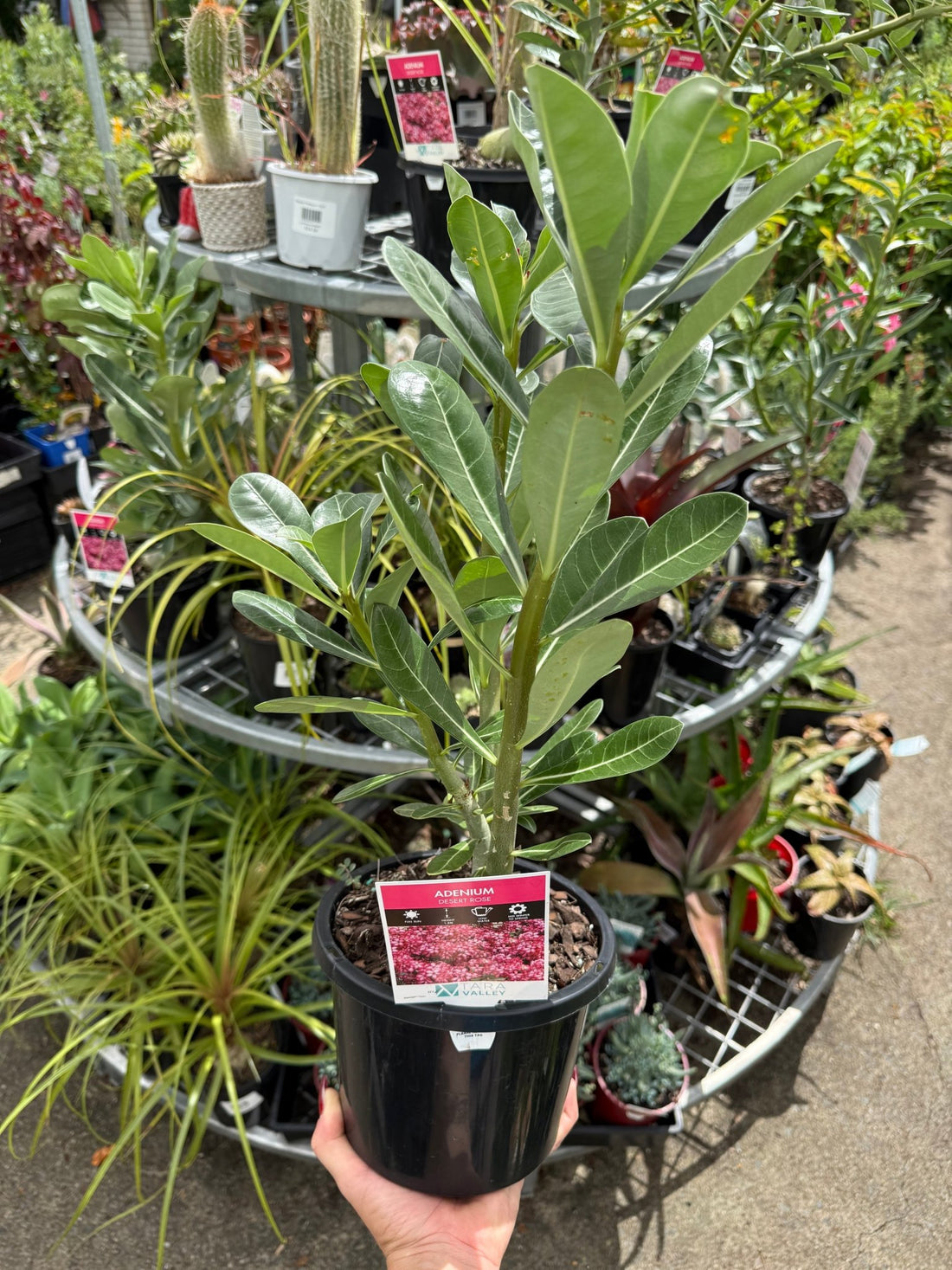Desert Rose (Adenium obesum) - Ladybird Nursery