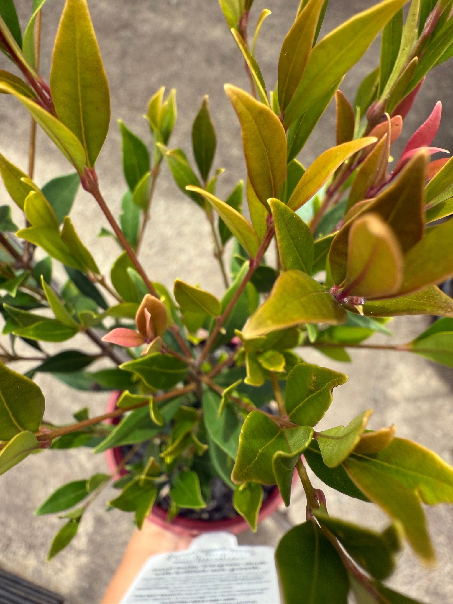Lilly Pilly ‘Cherry Surprise’ (Acmena smithii ‘minor’) - Ladybird Nursery