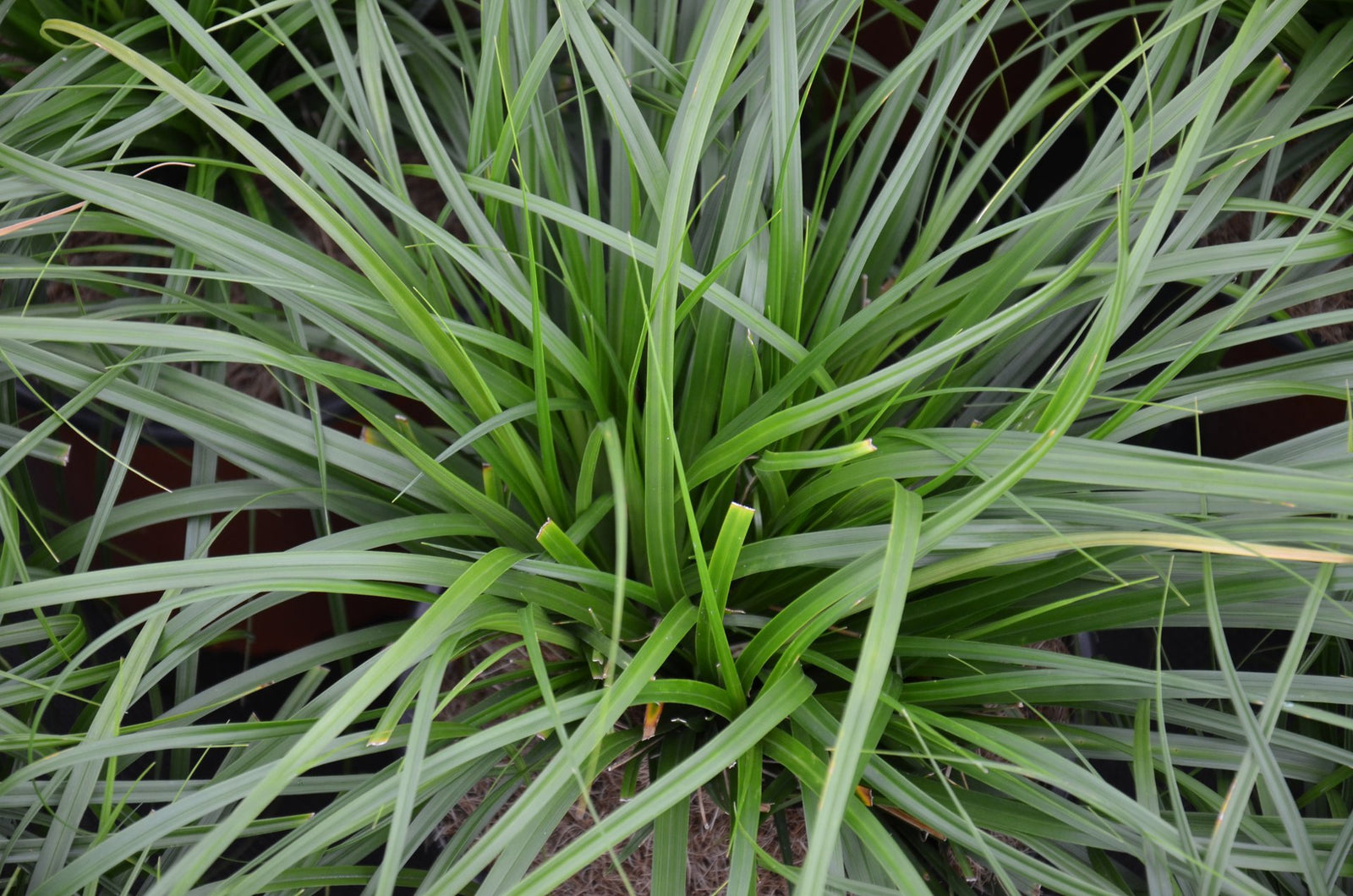 Sedge Evergreen (Carex oshimensis) - Ladybird Nursery