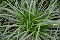 Sedge Evergreen (Carex oshimensis)