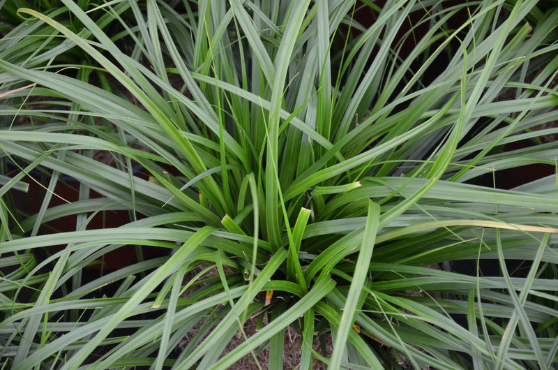 Sedge Evergreen (Carex oshimensis)