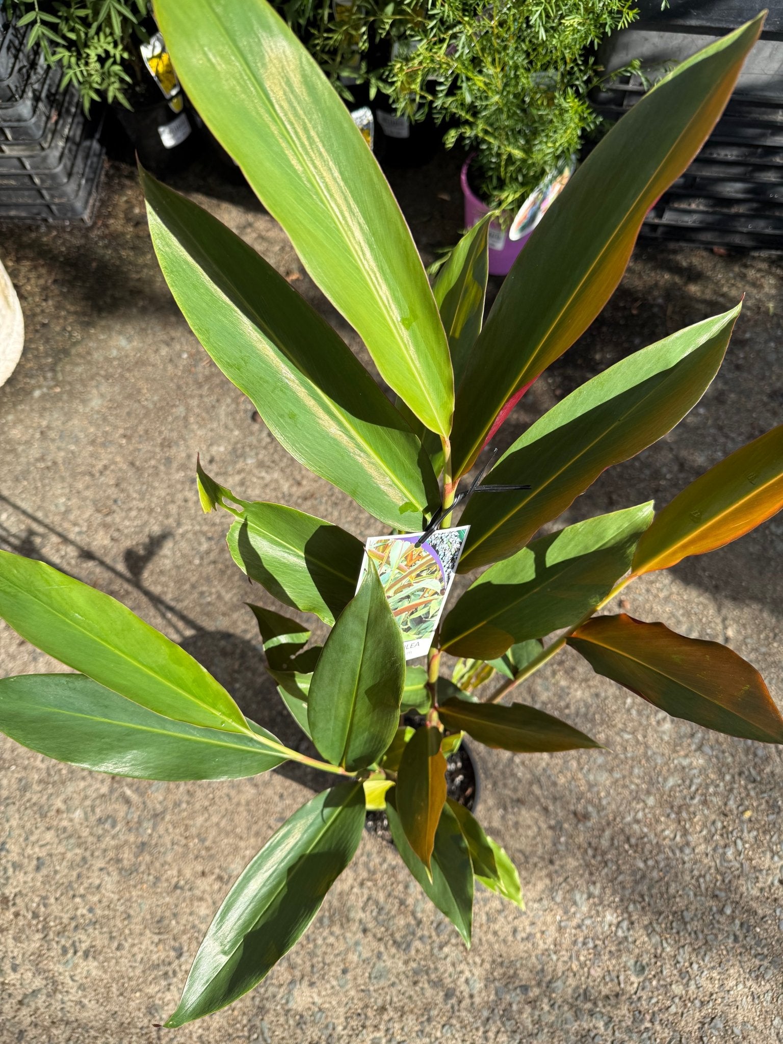 Native Ginger ‘Red’ (Alpinia caerulea) - Ladybird Nursery