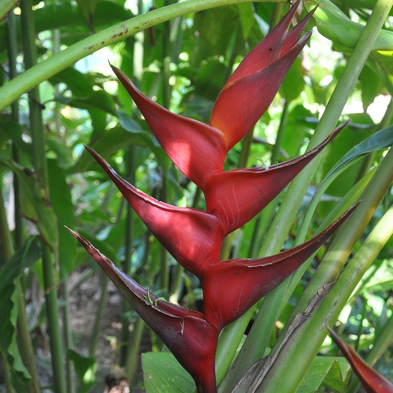 Heliconia bihai x caribaea 'Black Cherry' - Ladybird Nursery