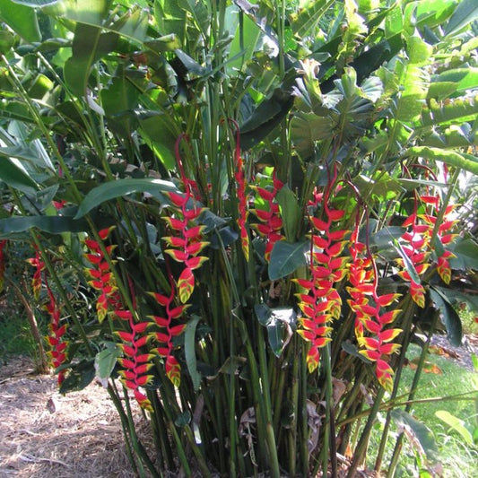 Heliconia rostrata 'Parrot's Beak'