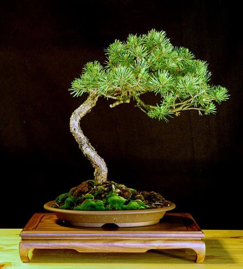 Scots Pine Bonsai Starter (Pinus sylvestris) - Ladybird Nursery
