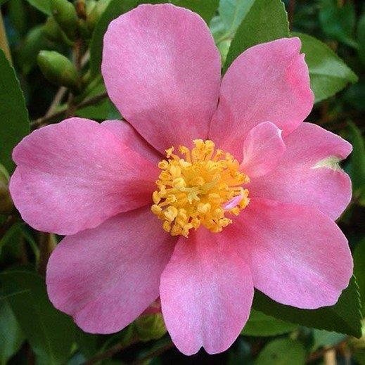 Sasanqua Camellia Cherilyn (Camellia sasanqua)