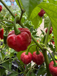 Chilli '7 Pot Infinity' - Ladybird Nursery