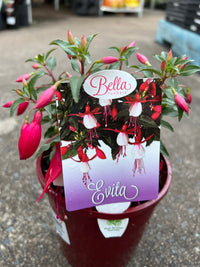 Fuchsia 'Bella Evita' - Ladybird Nursery
