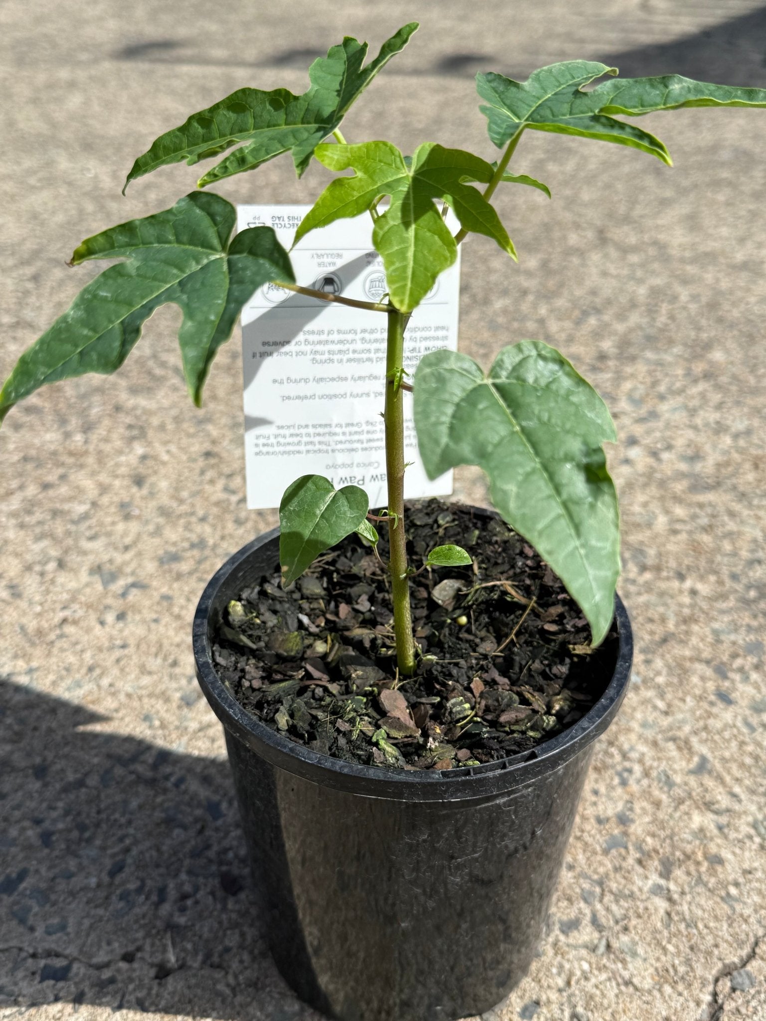 Pawpaw Bisexual 'Red' (QLD ONLY) - Ladybird Nursery