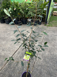 Feijoa - Large