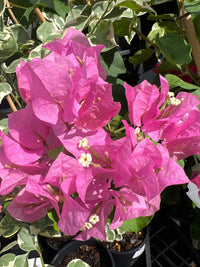 Bougainvillea ‘Ningili’ (Bougainvillea Bambino™) - Ladybird Nursery