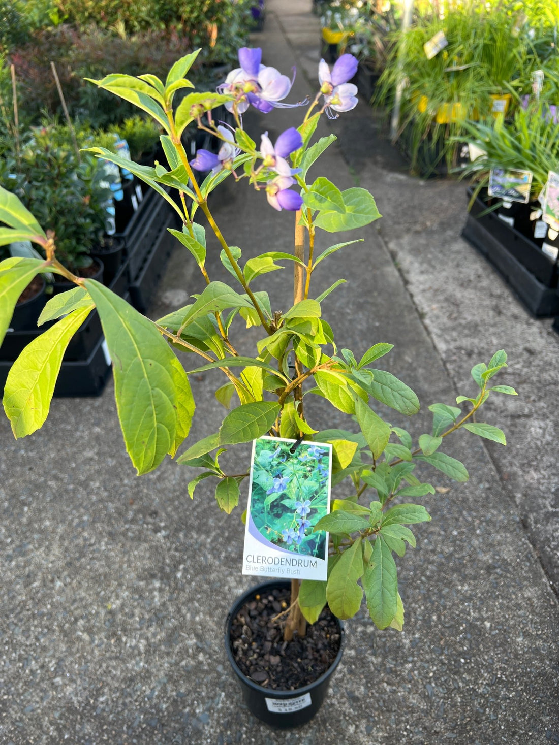 Blue Butterfly Bush (Clerodendrum ugandense) - Ladybird Nursery