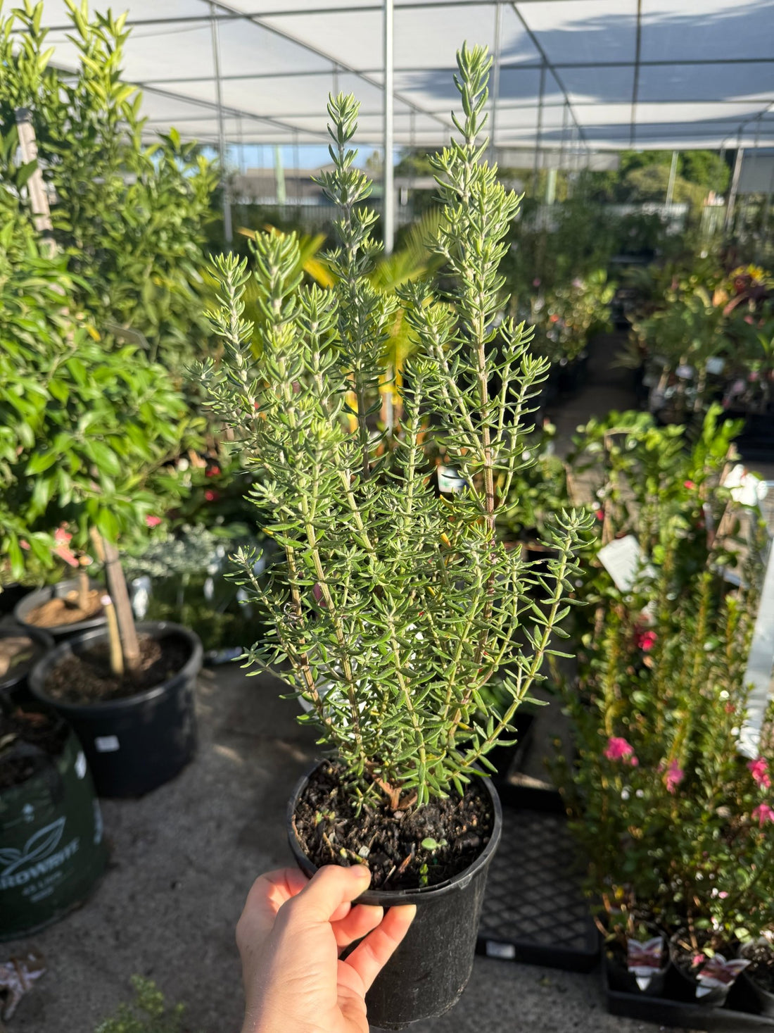 Coastal Rosemary 'Funky Chunky' (Westringia fruticosa) - Ladybird Nursery