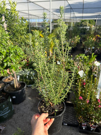 Coastal Rosemary 'Funky Chunky' (Westringia fruticosa) - Ladybird Nursery
