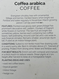 Coffee (Coffea arabica) - Ladybird Nursery