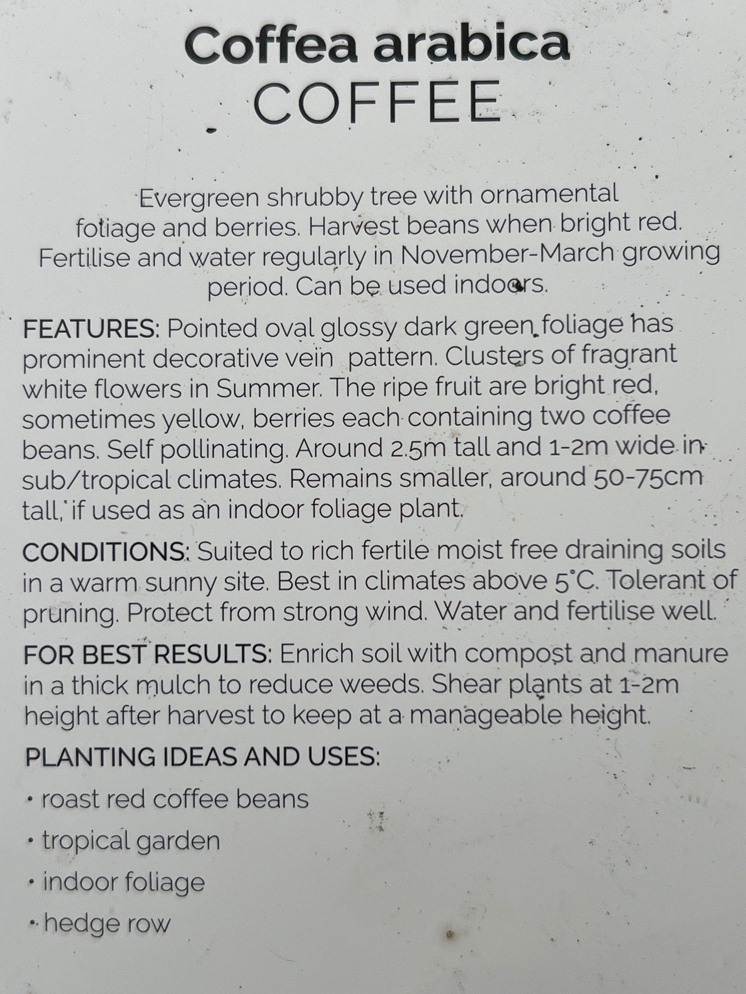 Coffee (Coffea arabica) - Ladybird Nursery