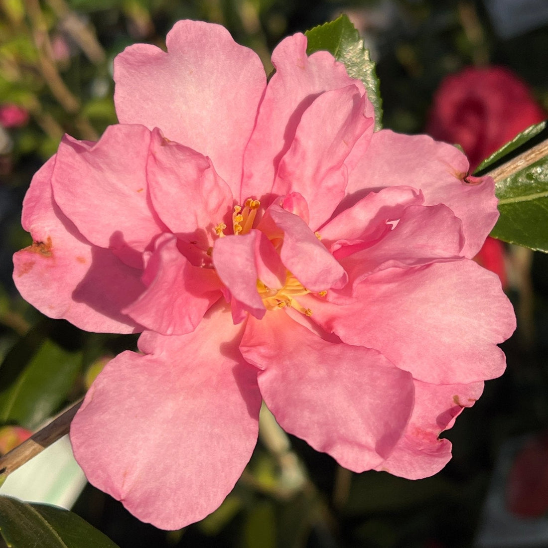 Camellia 'Showa No Sakae' - Large - Ladybird Nursery