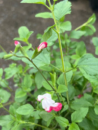 Salvia microphylla 'Hot Lips' - Ladybird Nursery