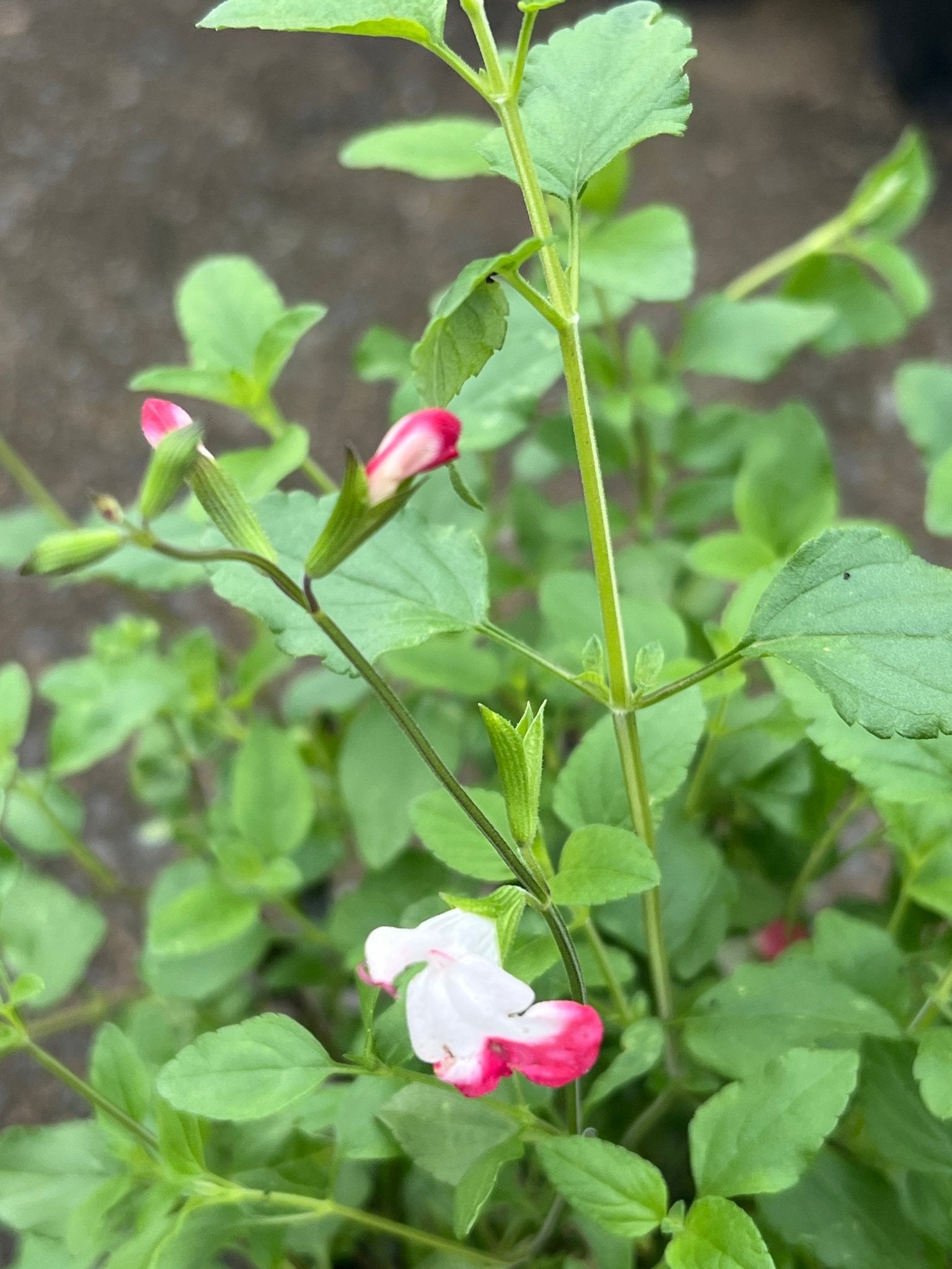 Salvia microphylla 'Hot Lips' - Ladybird Nursery
