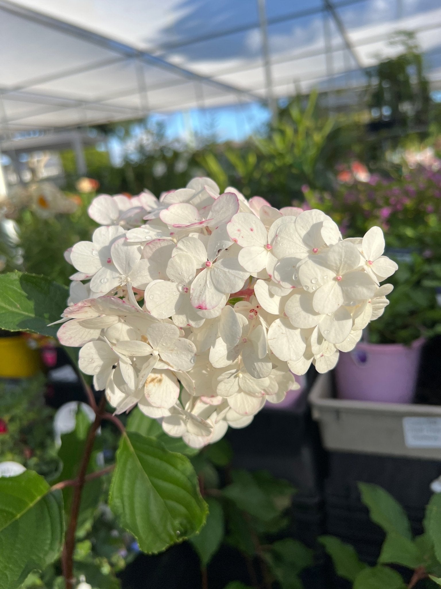 'Sundae Fraise' (Hydrangea paniculata) - Ladybird Nursery
