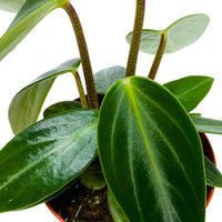 Peperomia Vanilla (Peperomia maculosa)