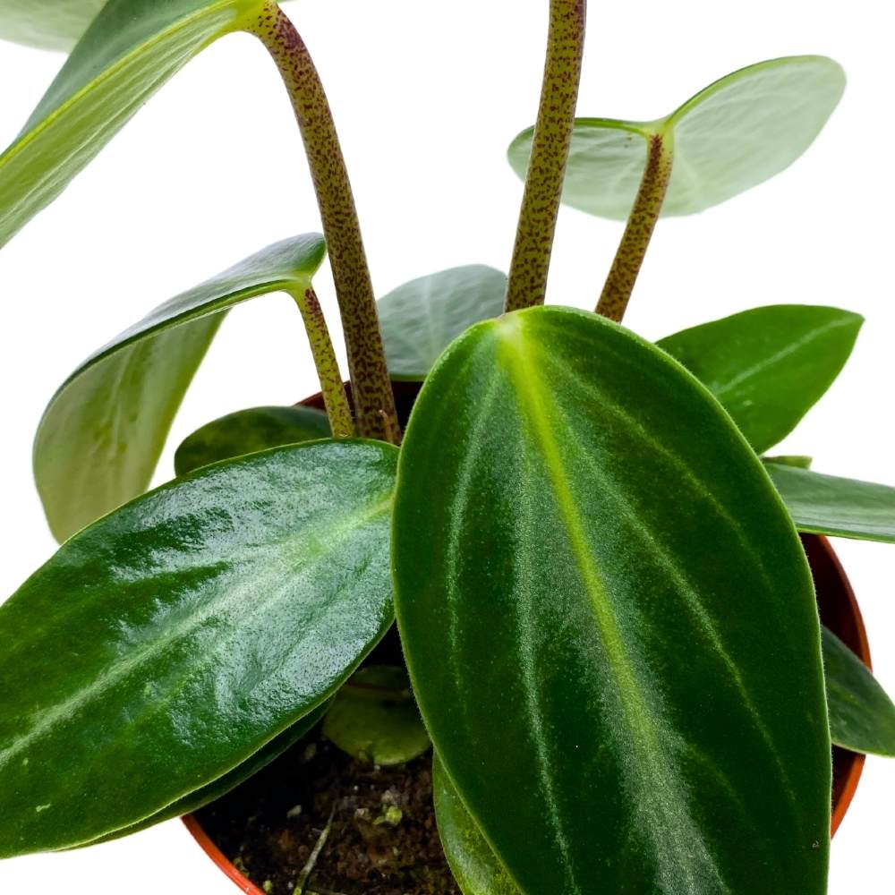 Peperomia Vanilla (Peperomia maculosa) - Ladybird Nursery
