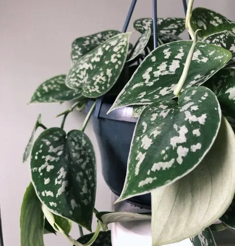 Epipremnum Silver (Epipremnum aureum)