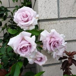 Rose Lagerfield (Rosa)