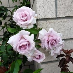 Rose Lagerfield (Rosa) - Ladybird Nursery