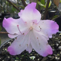 Azalea Asawa - Ladybird Nursery