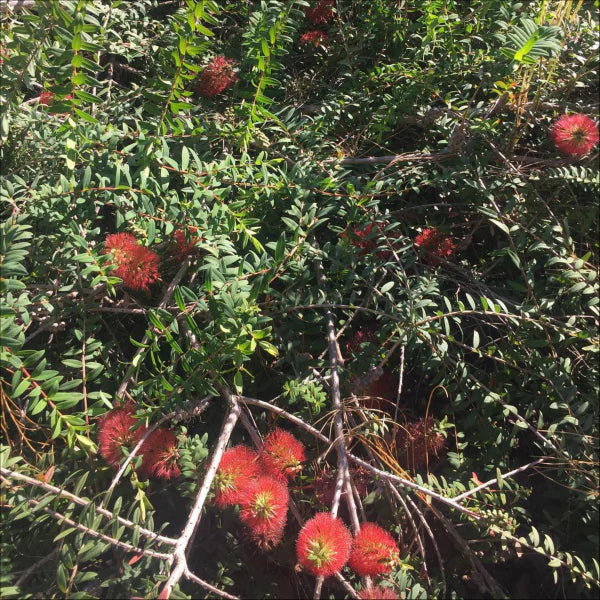 Hillock Bush Ulladulla Beacon (Melaleuca hypericifolia)