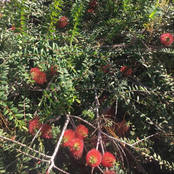 Hillock Bush Ulladulla Beacon (Melaleuca hypericifolia) - Ladybird Nursery