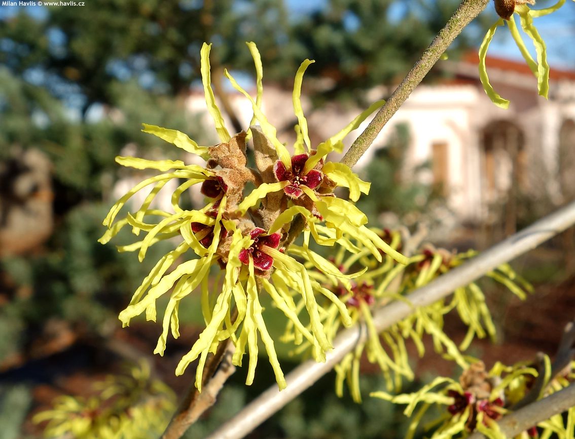 Witch Hazel intermedia Pallida Yellow (Hamamelis x)