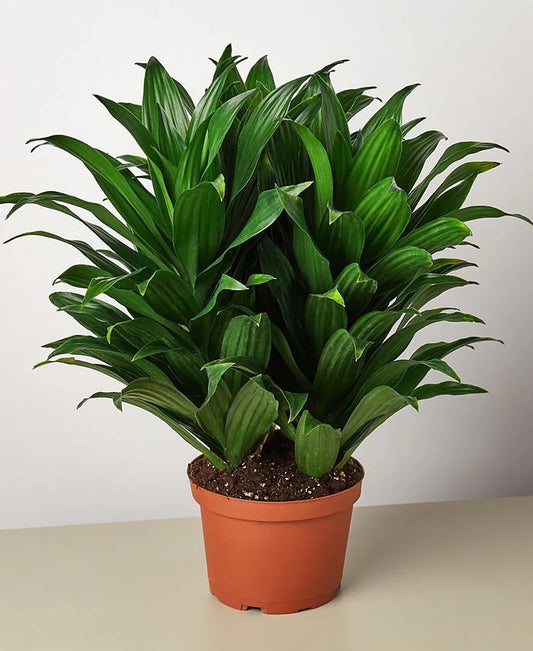 Dracaena Janet Craig (Dracaena deremensis)