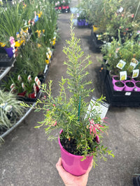 Dwarf Grevillea 'Raspberry Ripple' - Ladybird Nursery