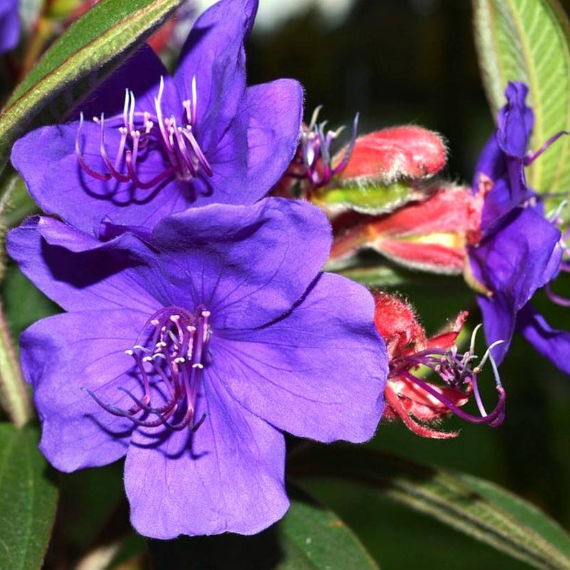 Tibouchina Alstonville (Tibouchina lepidota)