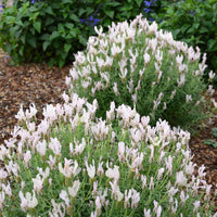 Lavender Fairy Wings ‘Whimsical’ (Lavandula pedunculata) - Ladybird Nursery