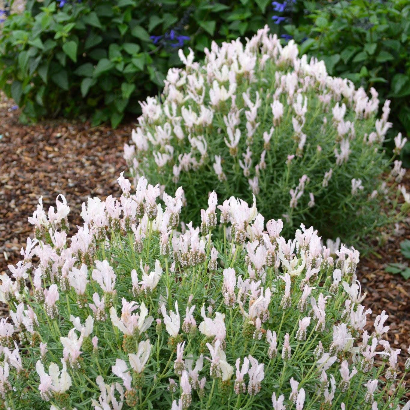 Lavender Fairy Wings ‘Whimsical’ (Lavandula pedunculata) - Ladybird Nursery