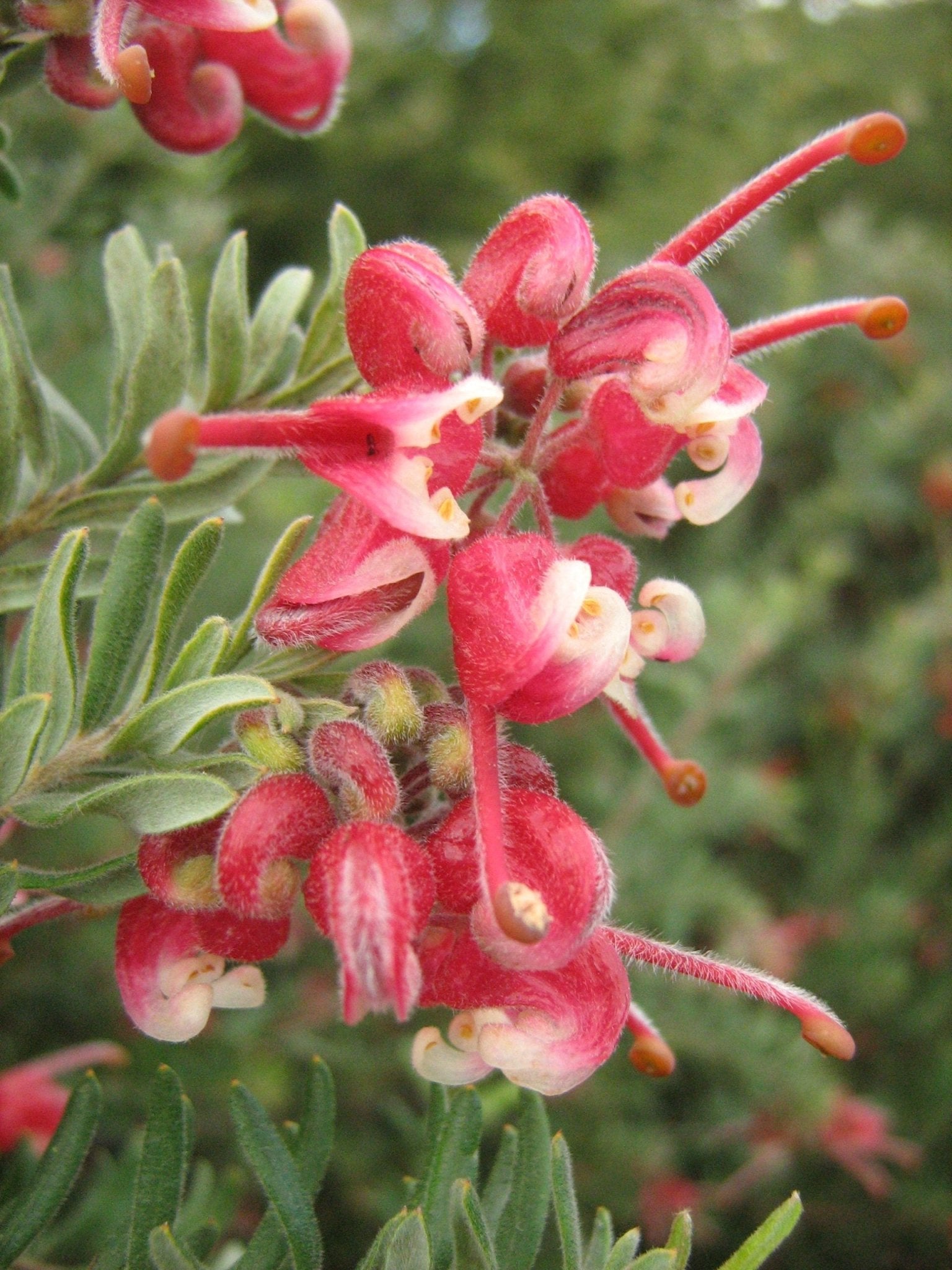 Grevillea Winter Nectar - Ladybird Nursery