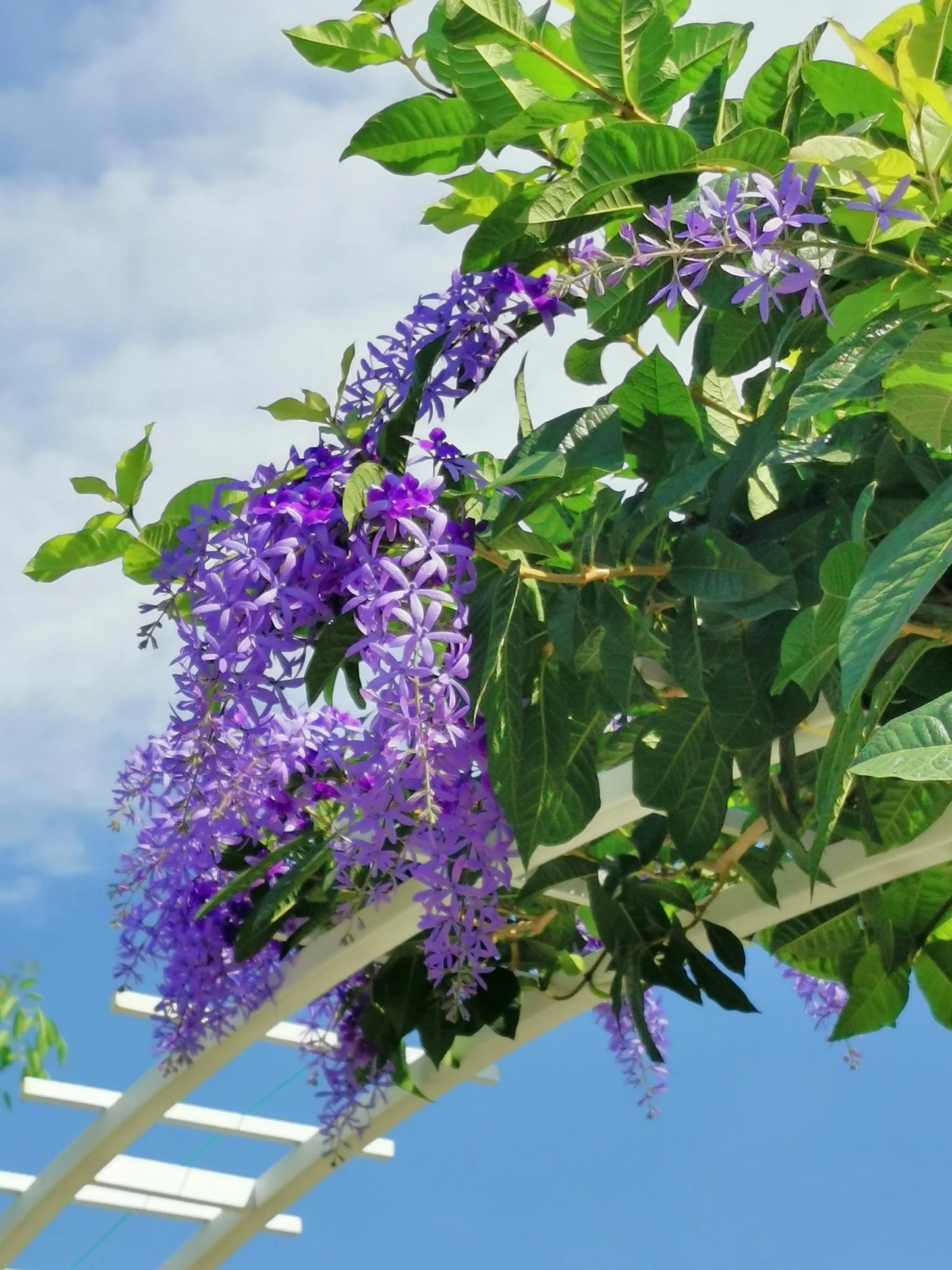 Queen’s Wreath Purple Queen (Petrea)