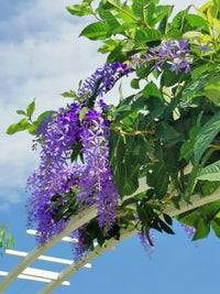 Queen’s Wreath Purple Queen (Petrea)