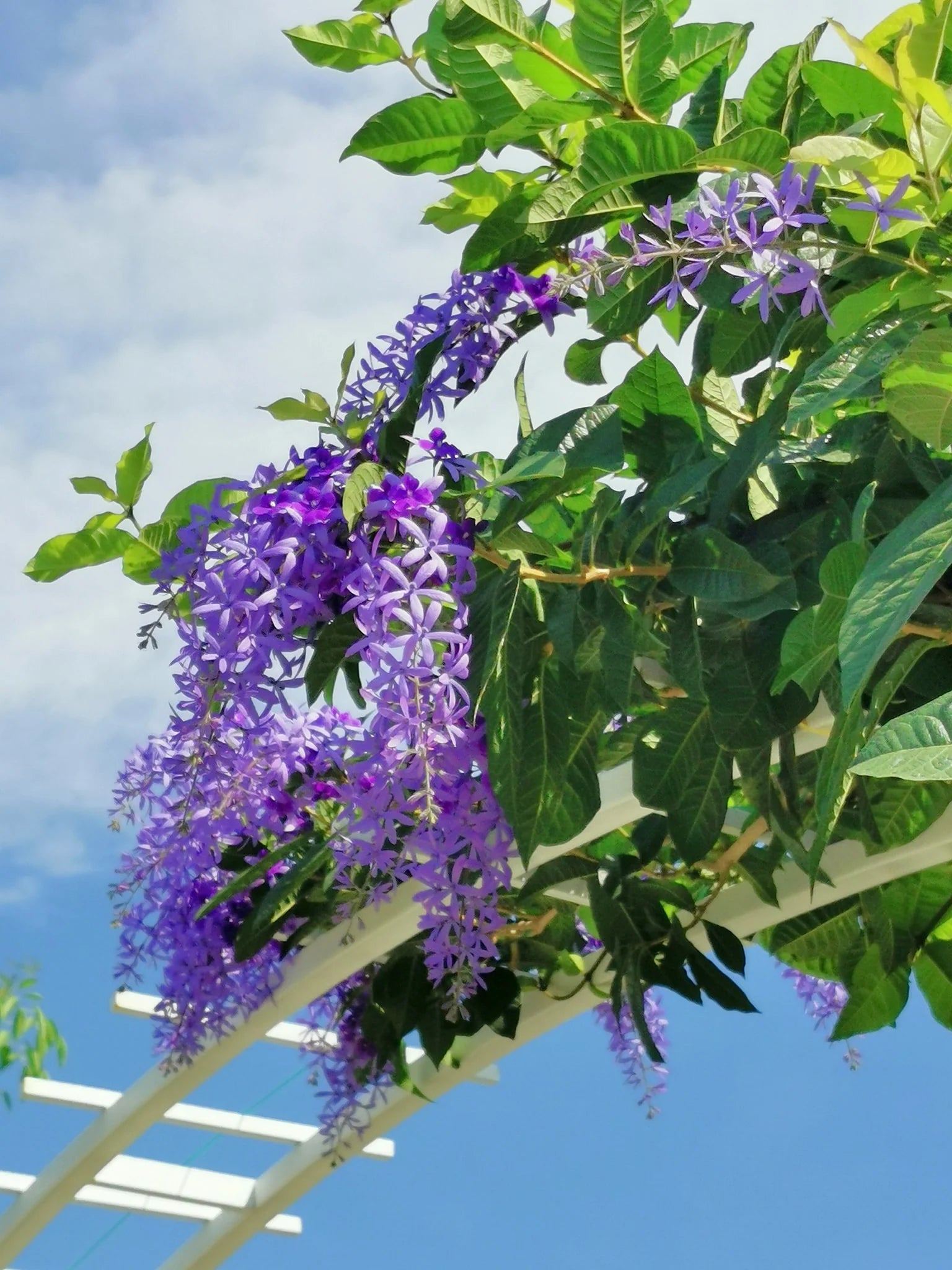Queen’s Wreath Purple Queen (Petrea) - Ladybird Nursery
