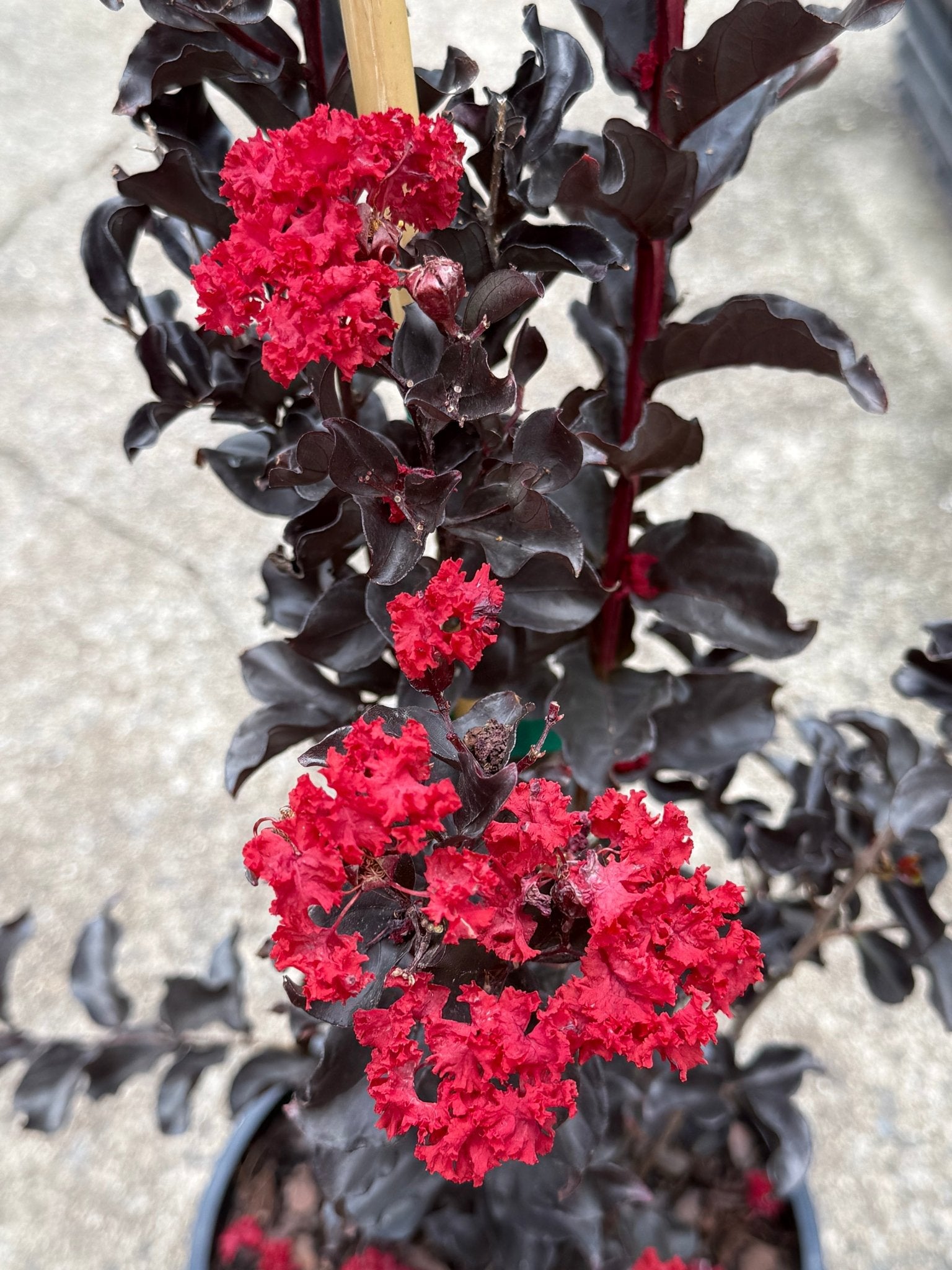 Crepe Myrtle Diamonds in the Dark Best Red (Lagerstroemia) - Ladybird Nursery