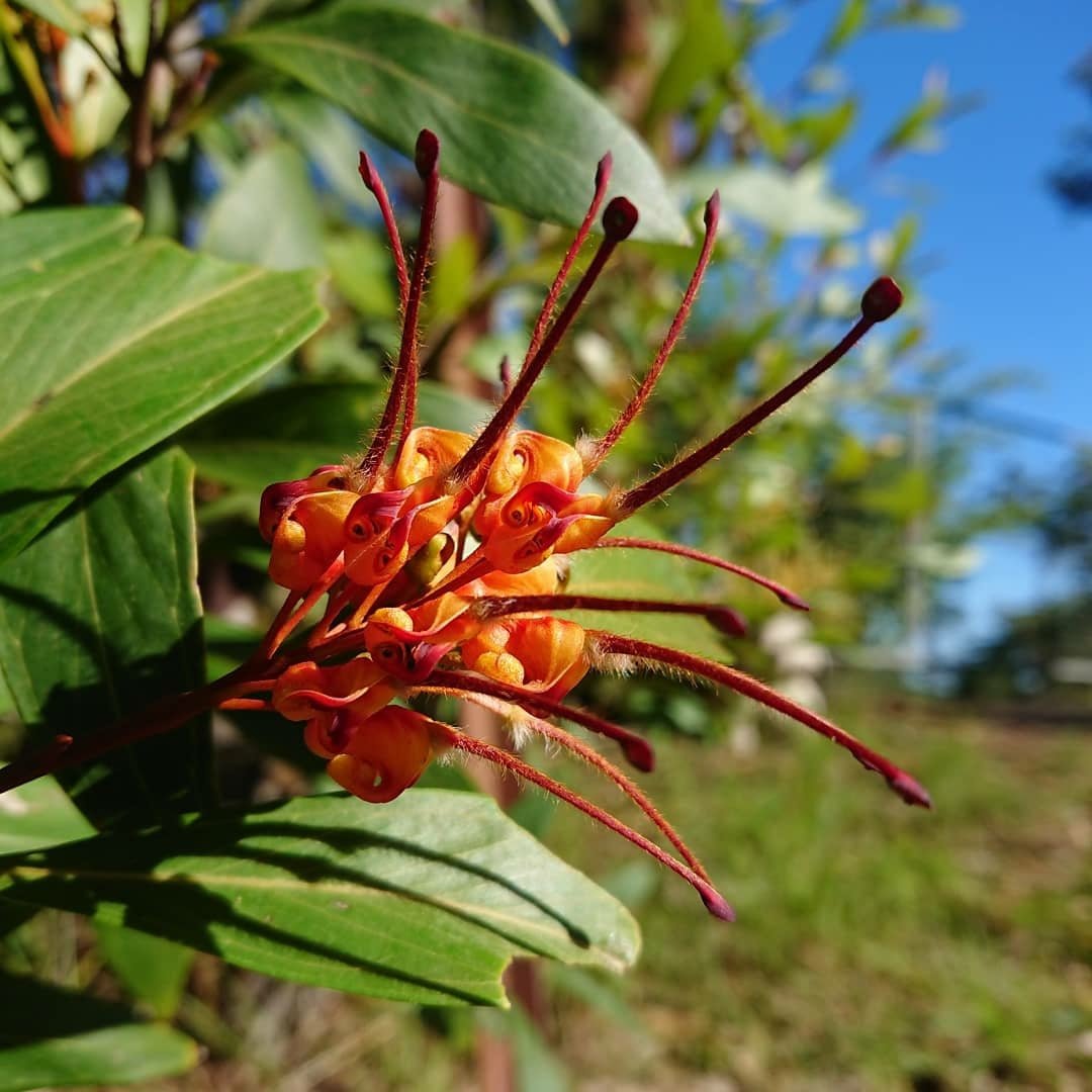 Grevillea Orange Marmalade - Ladybird Nursery