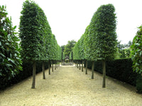 European Hornbeam (Carpinus betulus)
