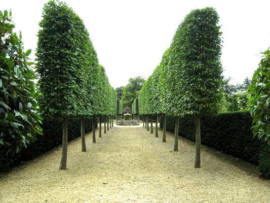 European Hornbeam (Carpinus betulus)