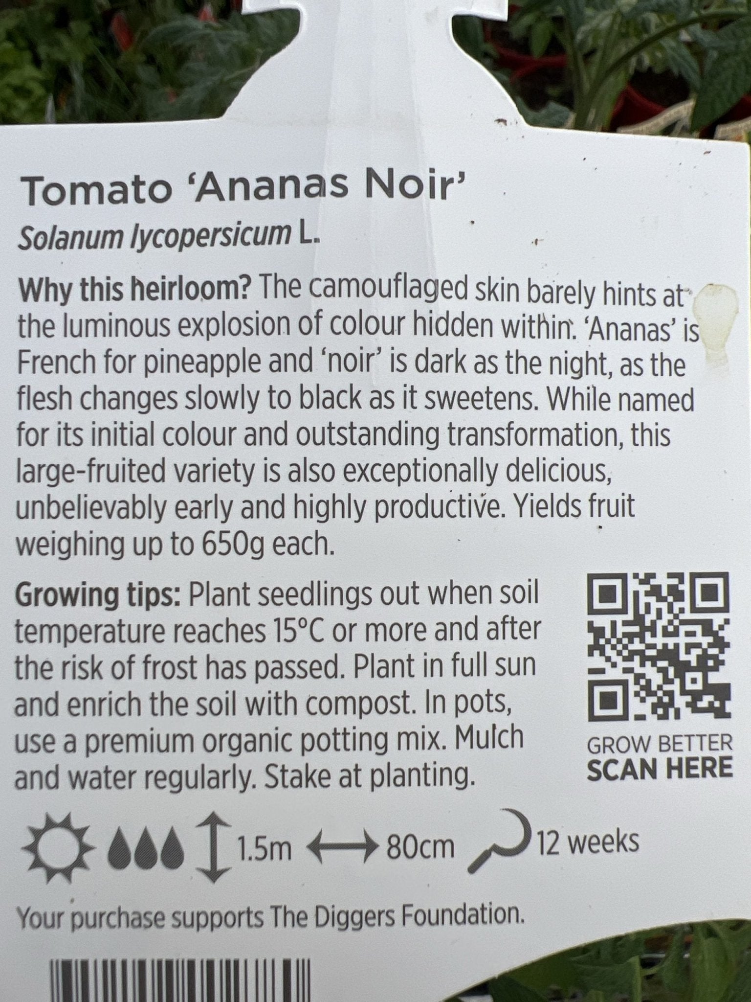 Tomato 'Ananas Noir' - Ladybird Nursery