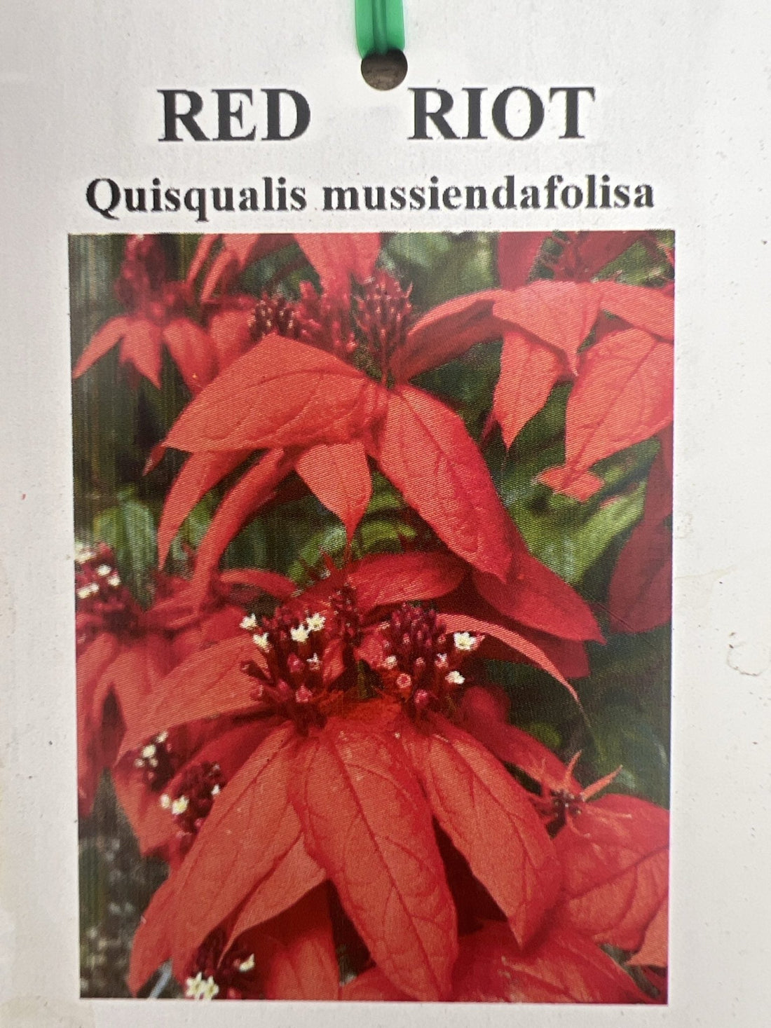 Quisqualis ""Red Riot"" - Ladybird Nursery