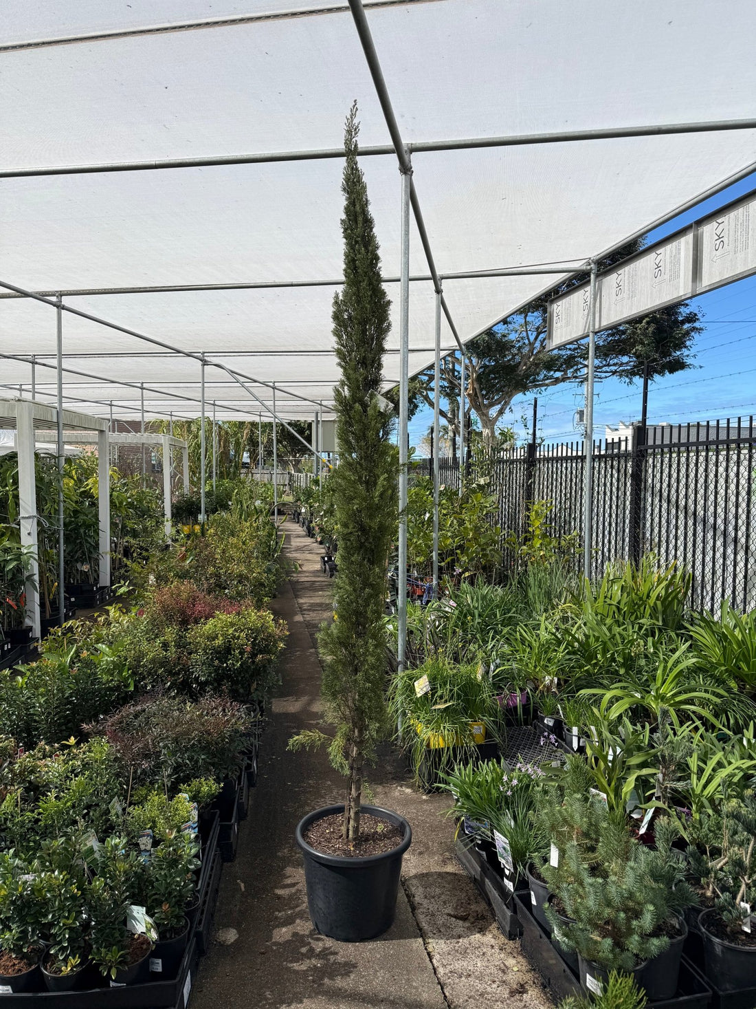 Italian Pencil Pine - Advanced (Pickup Only) - Ladybird Nursery